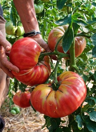 pompoenen oogsten op het veld