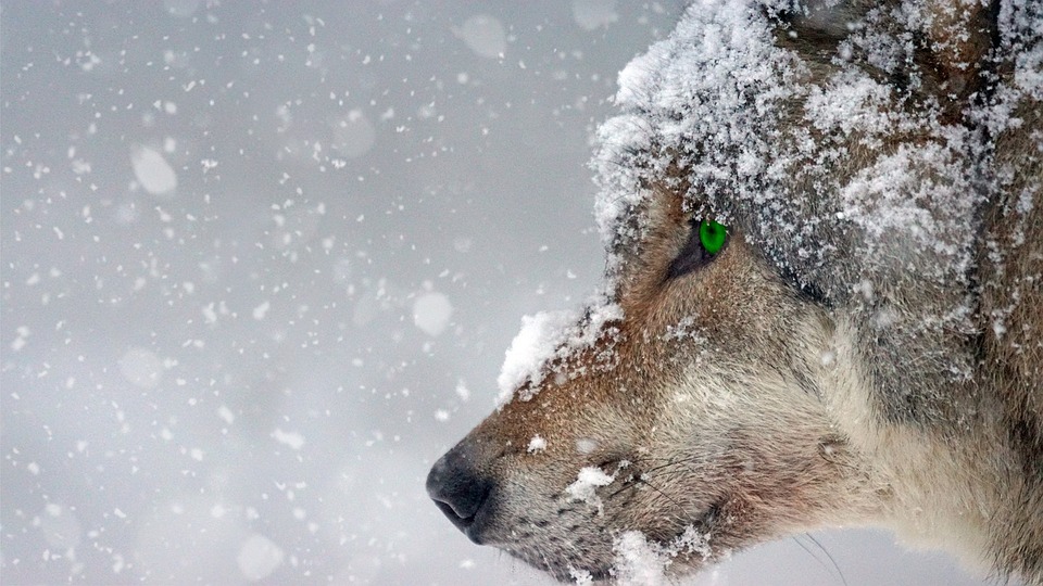 Wolf in de sneeuw